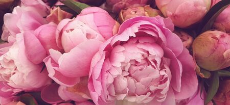 Pink peony petals floral flower roses closeupの写真素材