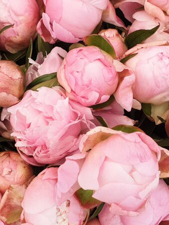 Pink peony petals floral flower roses closeupの写真素材