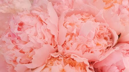 Pink peony petals delicate rose flower peoniesの写真素材