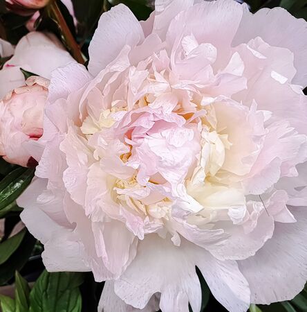 Pink and white peony rose peoniesの写真素材