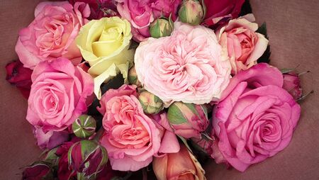 Pink vintage roses beautiful rose backgroundの写真素材