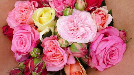 Pink vintage roses beautiful rose backgroundの写真素材