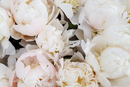 Pink and white peony rose peonies