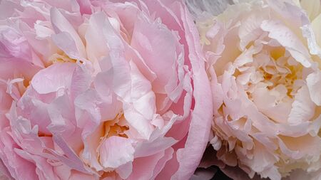 Pink and white peony rose peoniesの写真素材