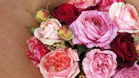 Pink vintage roses beautiful rose backgroundの写真素材