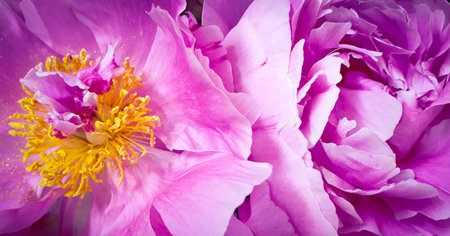 Peony flower background. Close up of pink peony flower.の写真素材