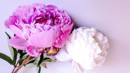 Bouquet of pink and white peonies on a white backgroundの写真素材