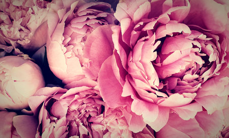Beautiful pink peony flowers as a background, retro tonedの写真素材
