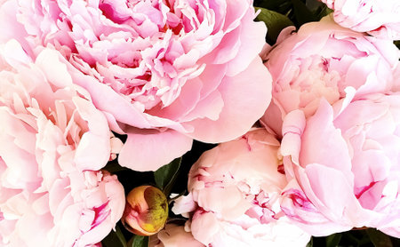Beautiful pink peony flowers as a background. close upの写真素材