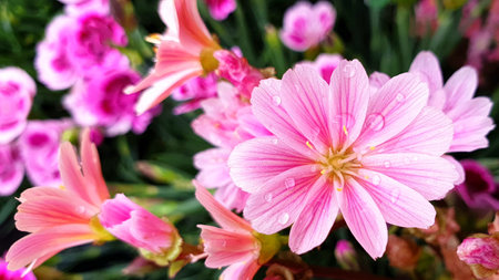 Pink flowers with water drops on petals in a flowerbed.の写真素材