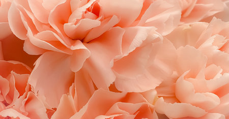 Close-up of pink carnation petals. Abstract floral background.の写真素材