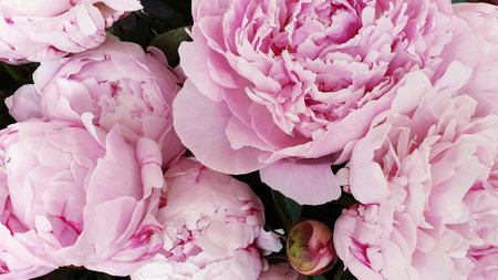 Pink peony flowers as background, closeup. Floral patternsの写真素材