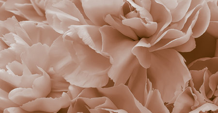 close up of carnation flower petals in soft color and blur style for backgroundの写真素材