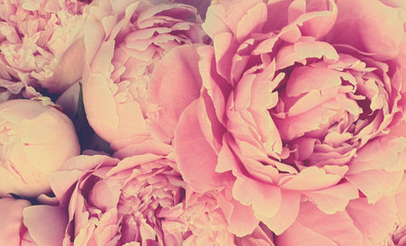 Pink peony flowers background - vintage effect style picutres.の写真素材