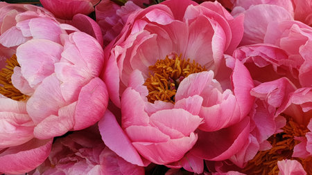 Pink peony flowers in a bridal bouquet, close upの写真素材