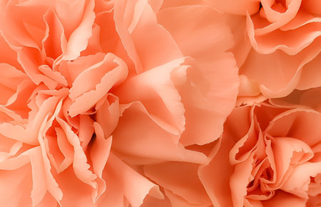Close up of orange carnation flower petals, natural background.の写真素材