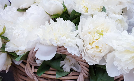 White peony flowers in a wicker basket, close-upの写真素材