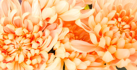 Orange chrysanthemum flower closeup of floral backgroundの写真素材