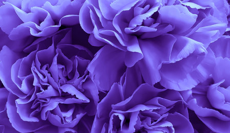 close up of purple carnation flower petals for background or textureの写真素材