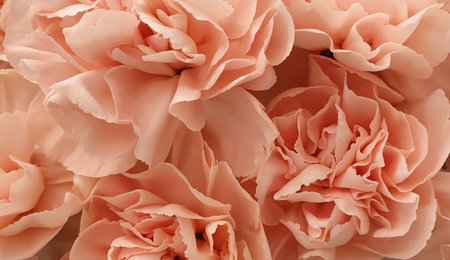 Pink carnation flowers background. Top view. Close up.の写真素材