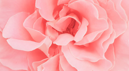 close up of pink rose petals in soft color and blur style for backgroundの写真素材