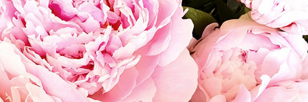 Beautiful peony flowers. Floral background. close upの写真素材