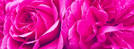 Beautiful pink rose as background, closeup view. Banner designの写真素材
