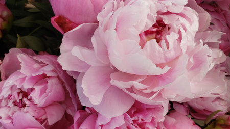 Pink peonies in a bridal bouquet, close-upの写真素材