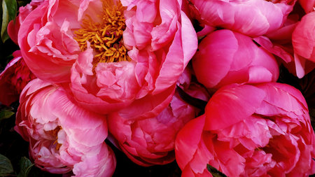 Beautiful peony flowers as a background, close-up.の写真素材