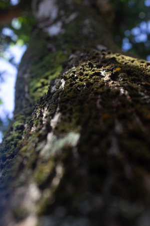 Green moss plastering the fallen tree log. Bokeh blurry defocused background