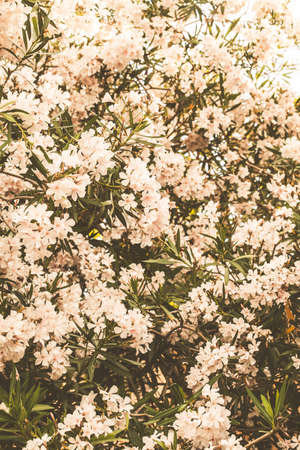 Flowering white oleander on streets of Montenegro.の写真素材