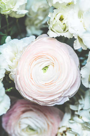Fresh pink flowers ranunculus, close up.