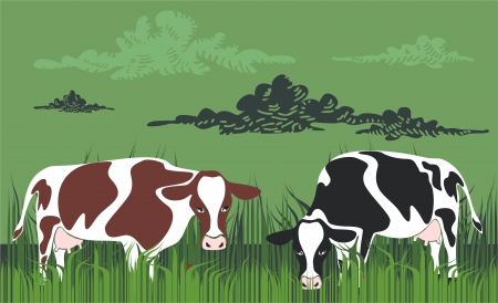 Cows grazing in meadowのイラスト素材