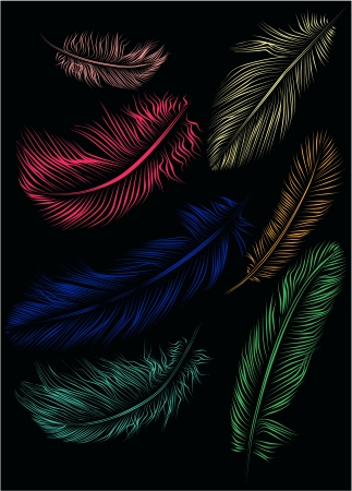 Set of colorful feathers のイラスト素材