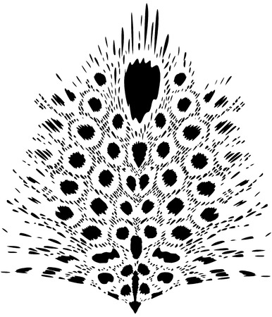 Black and white spotted featherのイラスト素材