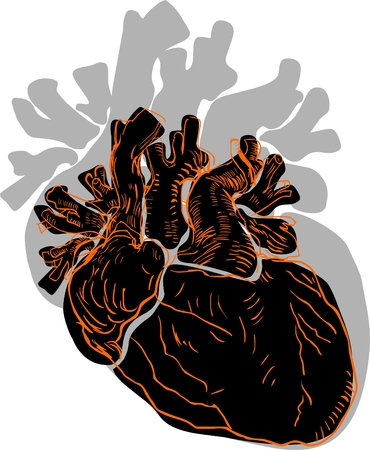 Human heart illustrationのイラスト素材