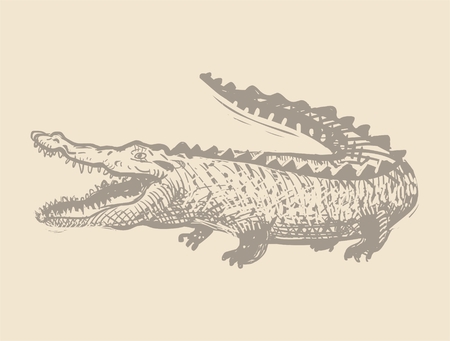 crocodile illustrationのイラスト素材