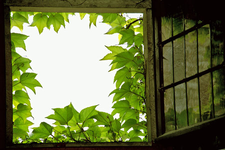 Old dark window framed by green grapes leavesの写真素材