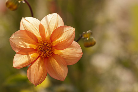 Dahlia under the sun, green backgroundの写真素材