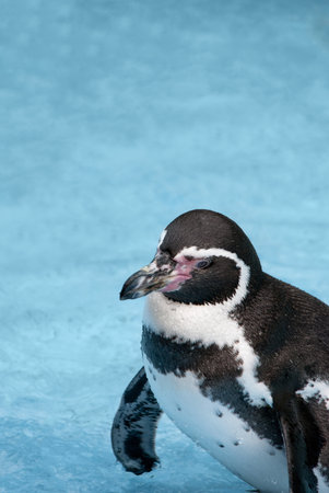 Magellanic Penguin, Spheniscus magellanicus, or South American penguin on blue water backgroundの写真素材