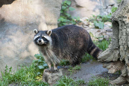 Racoon, medium-sized mammal native to North America, in forest 