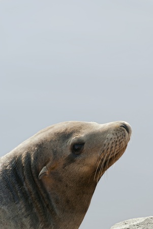Sea lion on blue water backgroundの写真素材