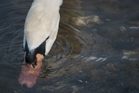 White swan drinking water from the riverの写真素材