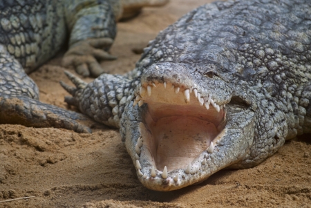 Close up of a crocodile with an open mouth lying on the yellow sandの写真素材