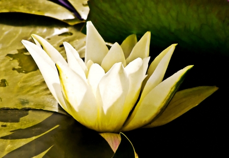 White water lily, drawing effectの写真素材