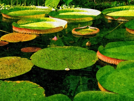 Leaves of giant water lilies, painting effect の写真素材