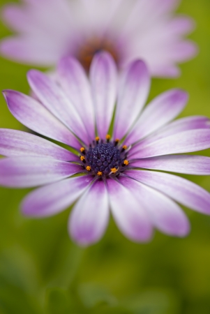 Purple african daisy flowers in the gardenの写真素材