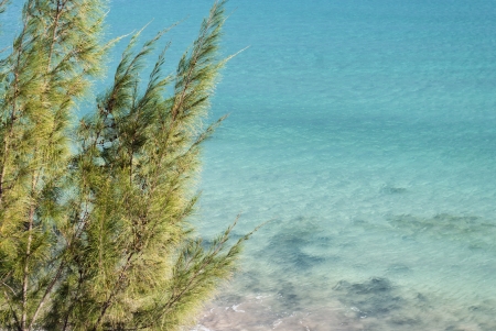 View of the blue ocean and a green tree in the frontの写真素材