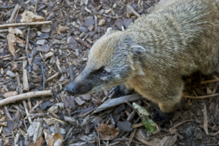 South American coati, or ring-tailed coati  Nasua nasua , species of coati from tropical and subtropical South Americaの写真素材