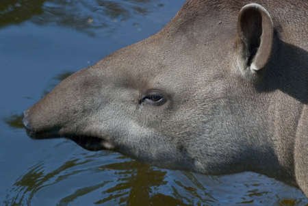 Close up of South American tapir on blue water backgroundの写真素材